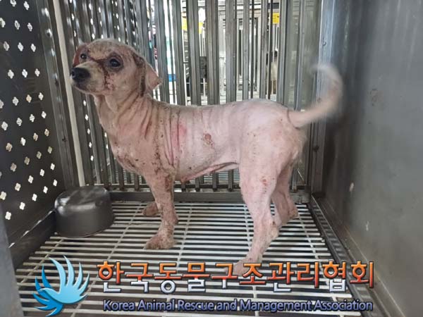 한국동물구조관리협회_441559202400848