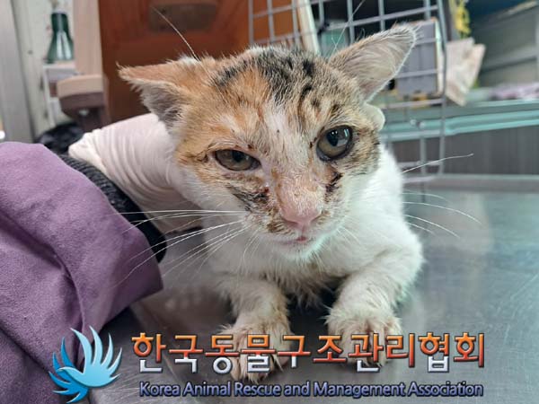종료(자연사) 한국…