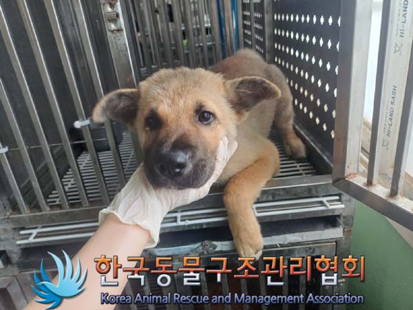 보호중 믹스견의 가…