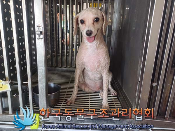 종료(반환) 푸들의…
