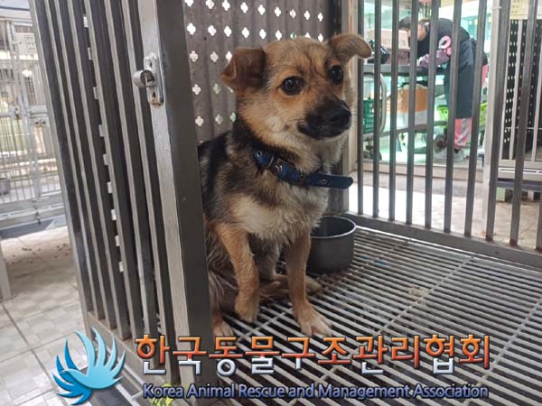 보호중 믹스견의 가…