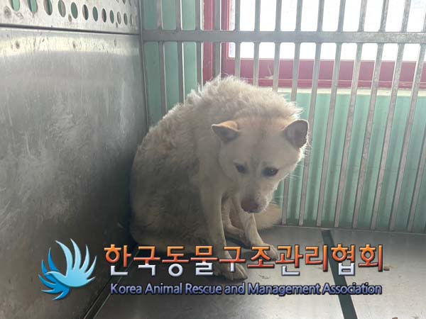 한국동물구조관리협회_441414202400580