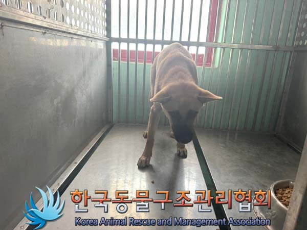 보호중 믹스견의 가…