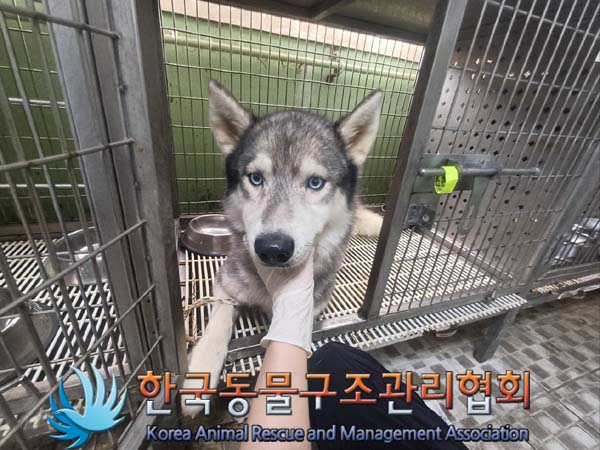 종료(반환) 시베리…