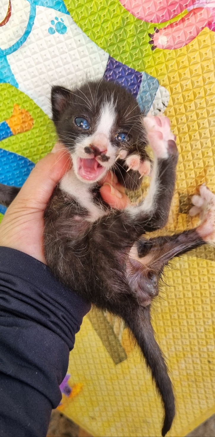 울산유기동물보호센터_431373202401025