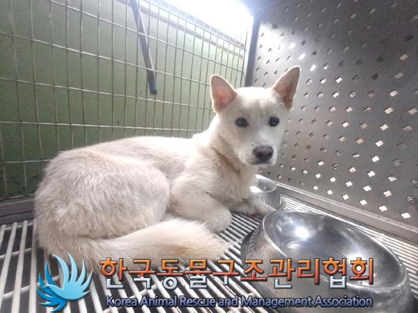 보호중 믹스견의 가…