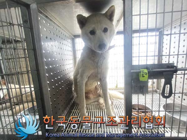 한국동물구조관리협회_411310202400581