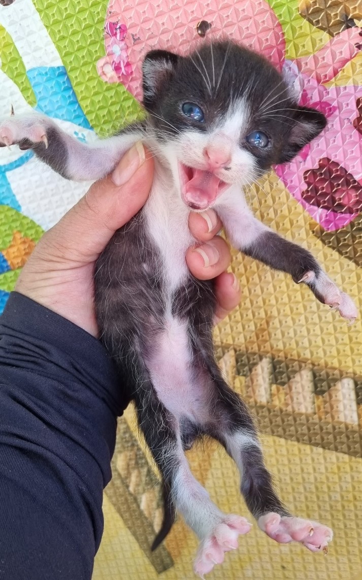 종료(자연사) 한국…