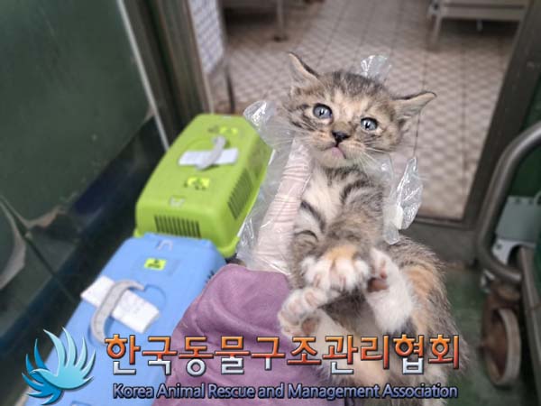 한국동물구조관리협회_441406202401294