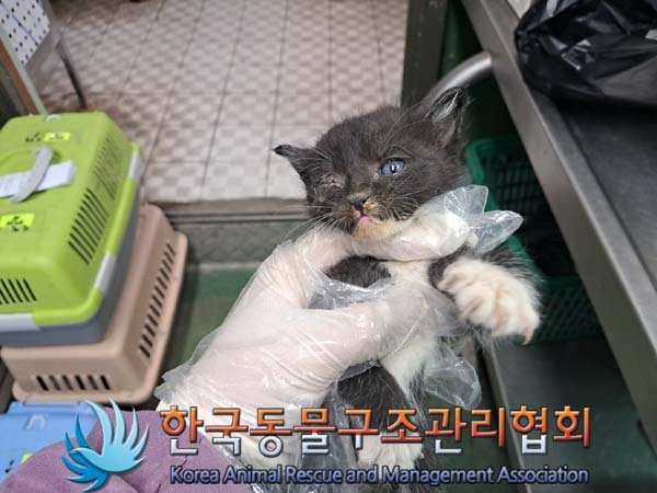 한국동물구조관리협회_441406202401293