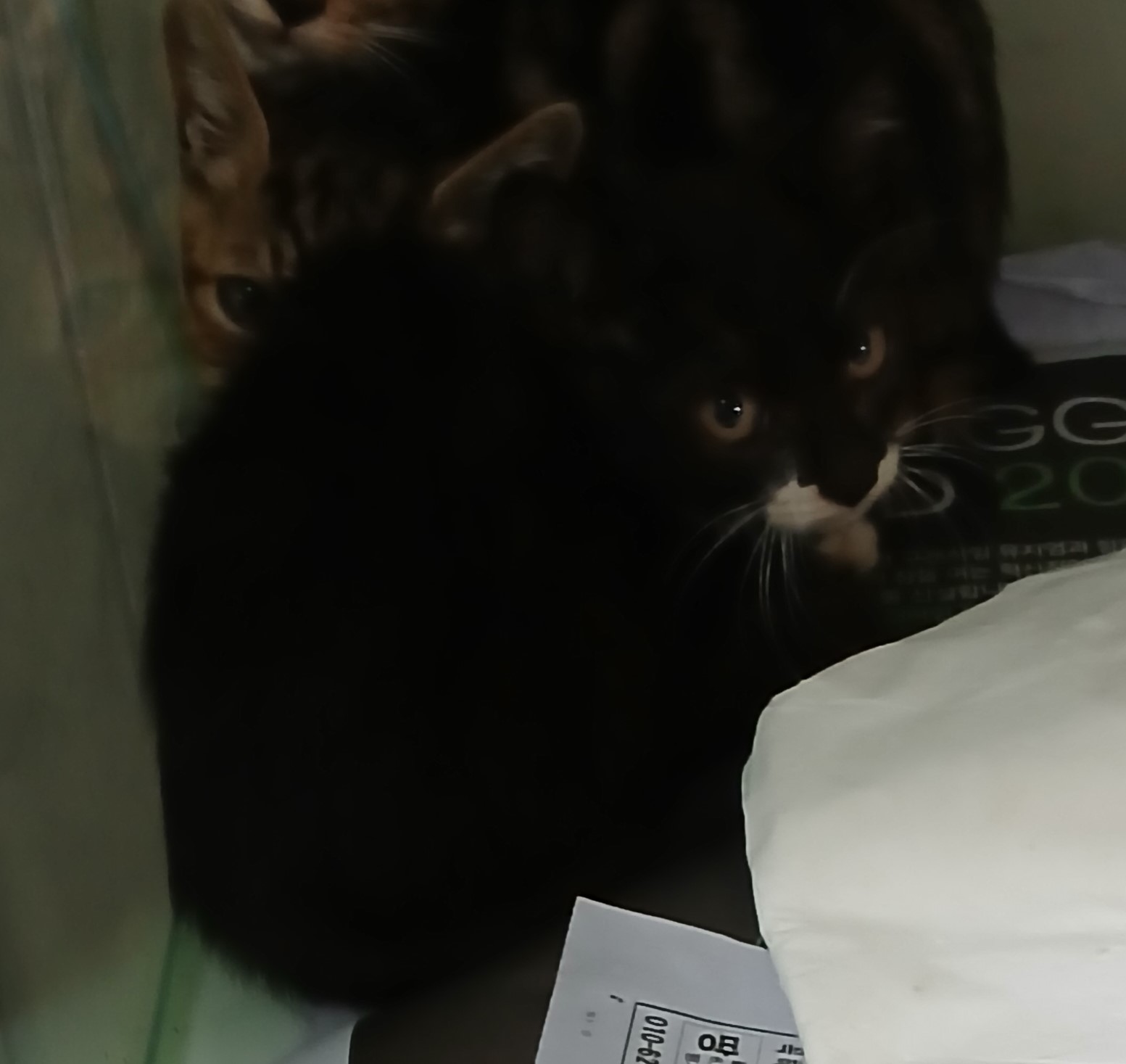 대구유기동물보호센터_427342202400720