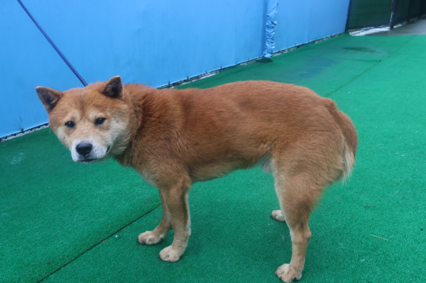 제주 동물보호센터_450650202402228