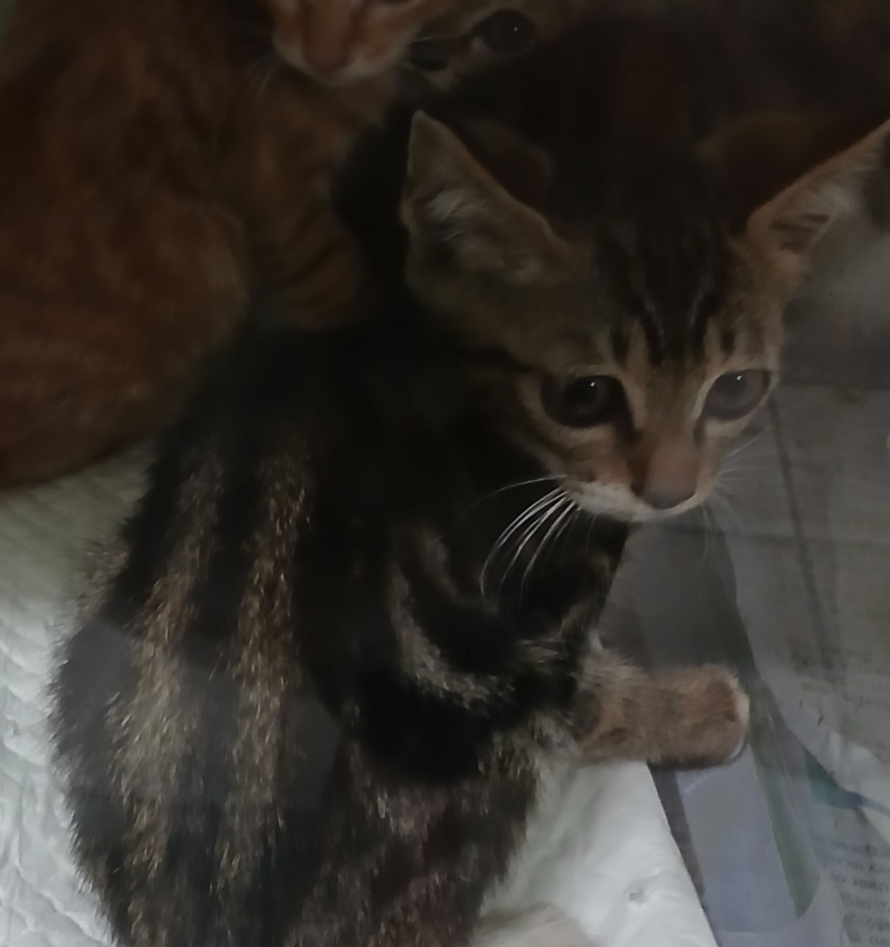 대구유기동물보호센터_427342202400724