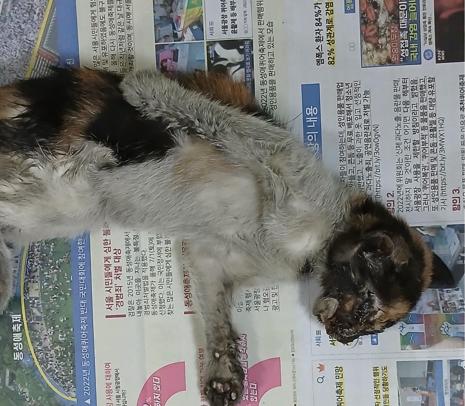 대구유기동물보호협회_427345202400457