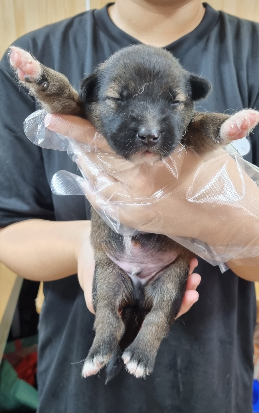 울산유기동물보호센터_431372202400383
