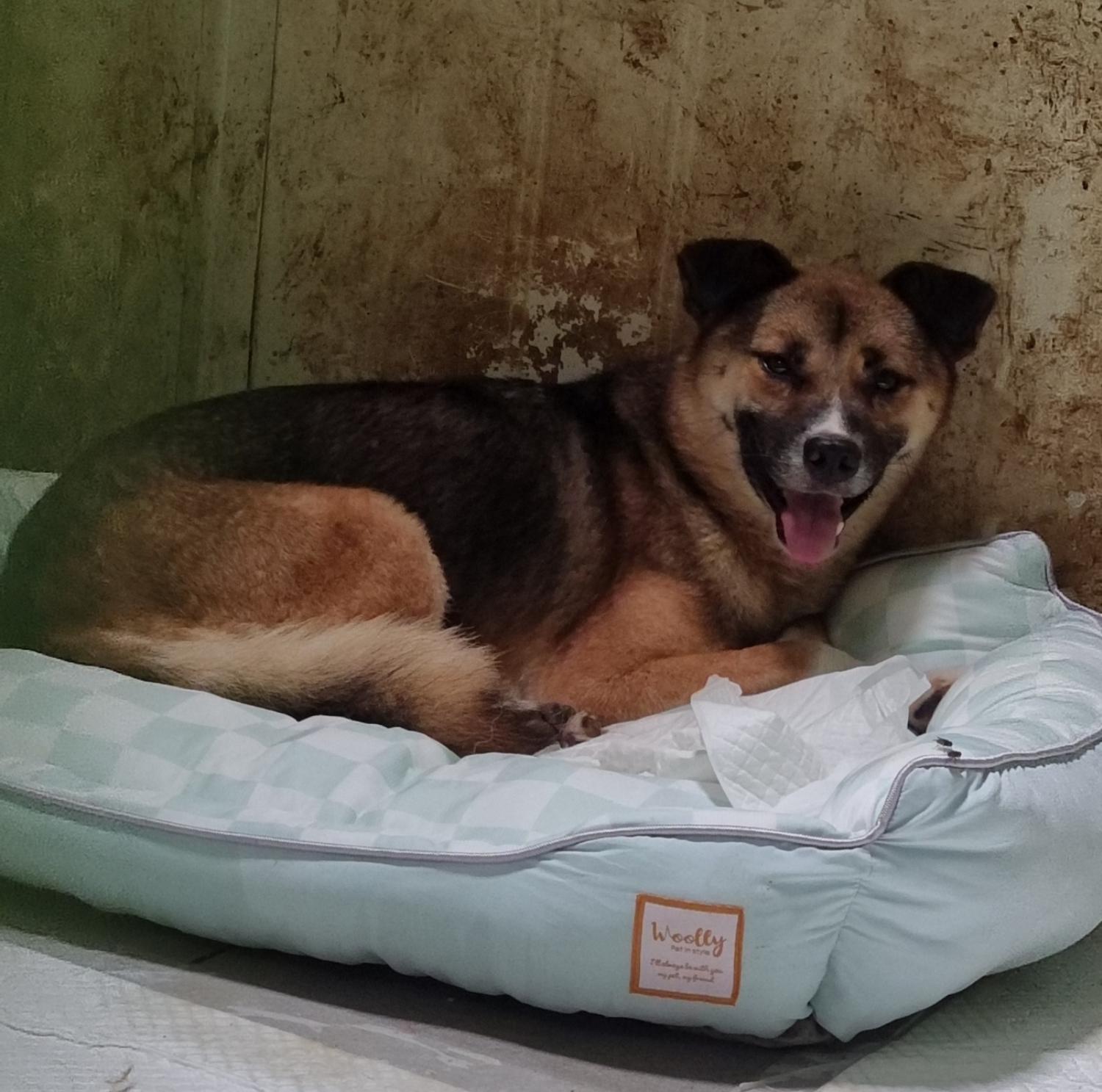 울산유기동물보호센터_431372202400381
