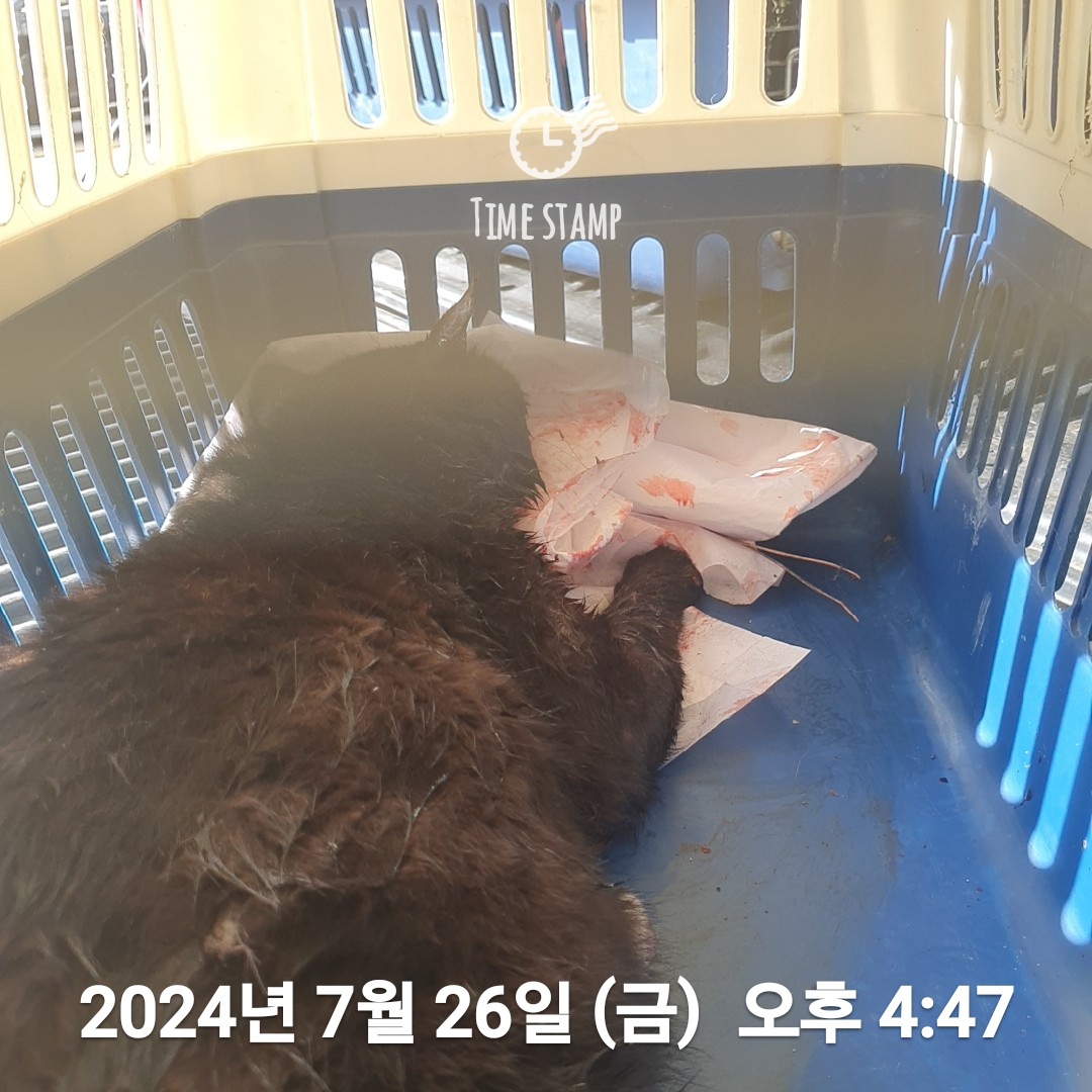울산유기동물보호센터_431372202400385