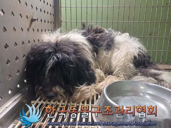 보호중 믹스견의 가…