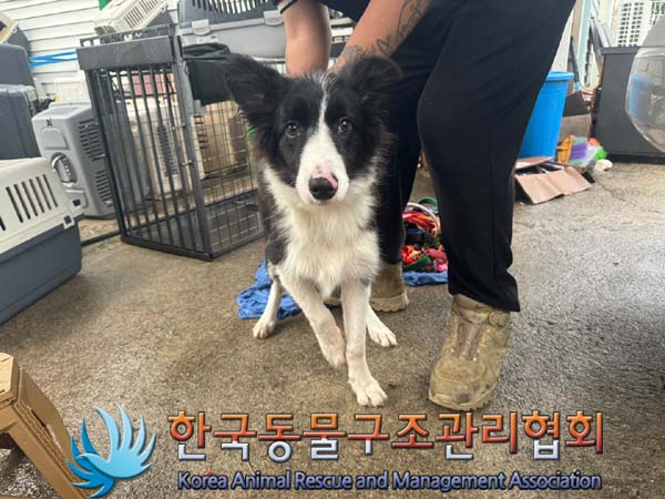 한국동물구조관리협회_411311202400596