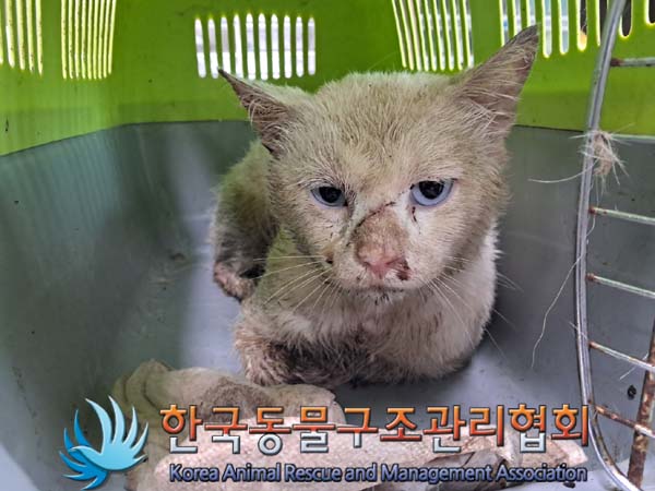 한국동물구조관리협회_441560202400812