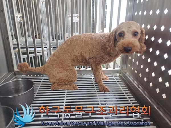 한국동물구조관리협회_411301202400259