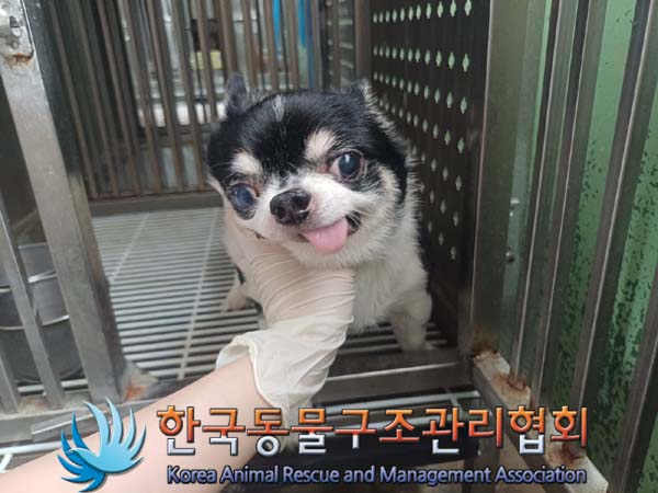 종료(반환) 치와와…