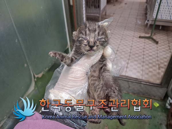한국동물구조관리협회_441559202400855