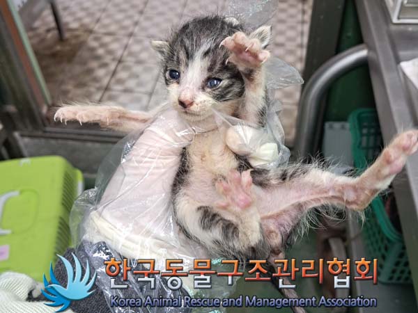 한국동물구조관리협회_441406202401299