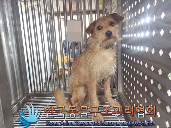 종료(기증) 믹스견…