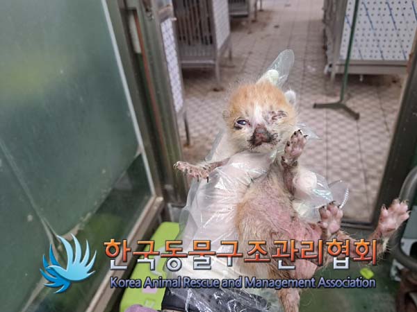한국동물구조관리협회_441559202400852