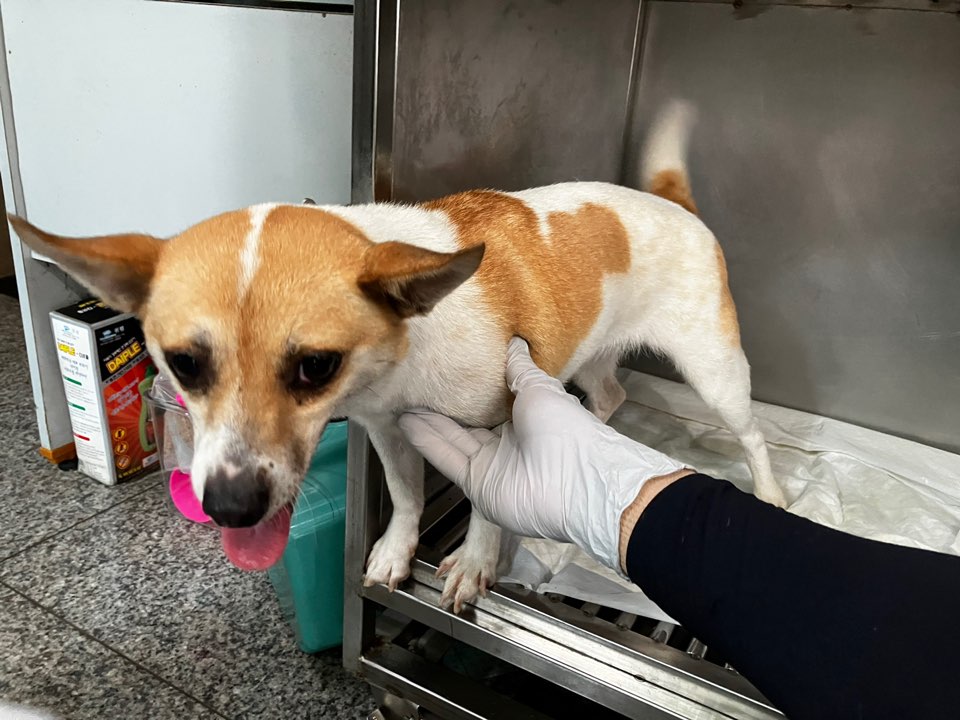 광주 동물보호소_429359202400333