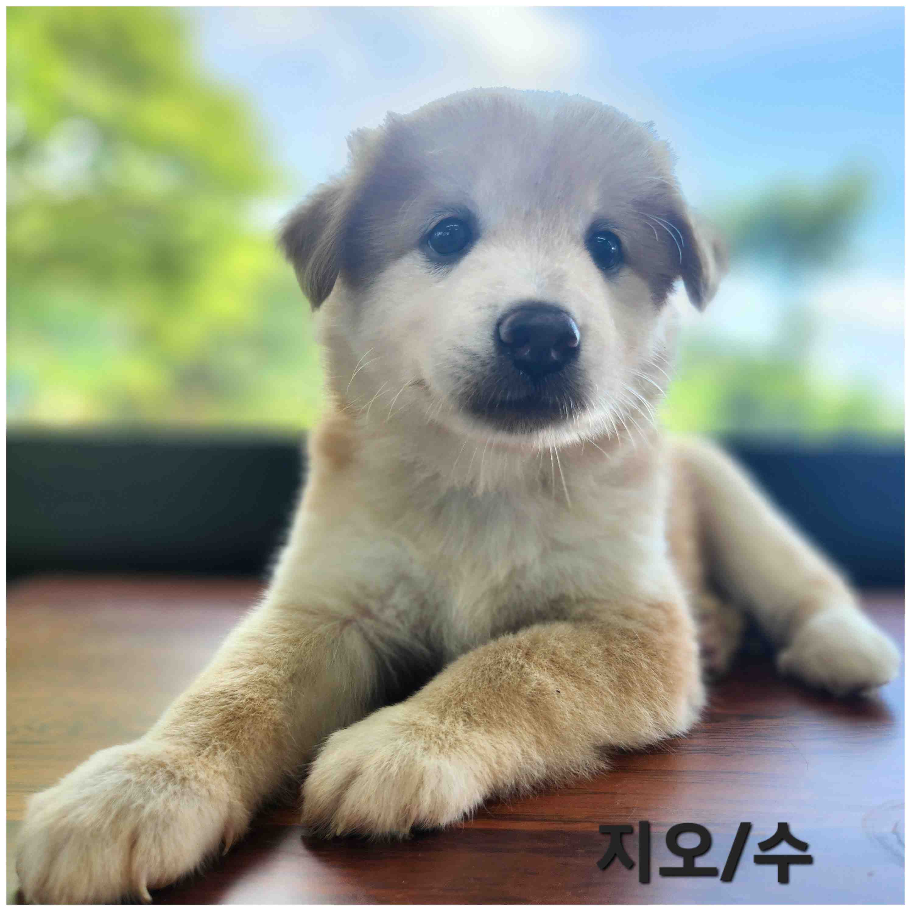 종료(입양) 믹스견…