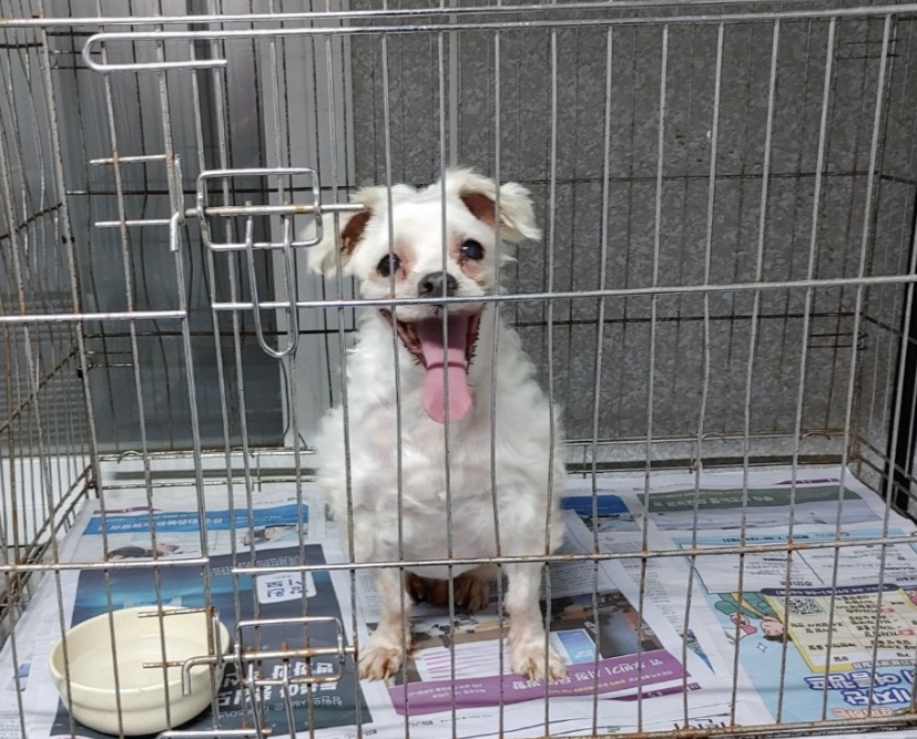 창원유기동물보호소_448567202400930