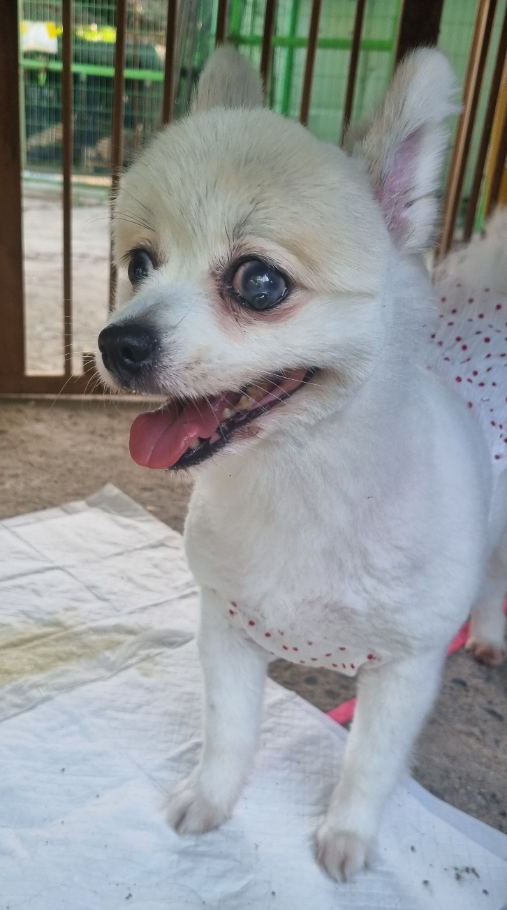 울산유기동물보호센터_431371202400302