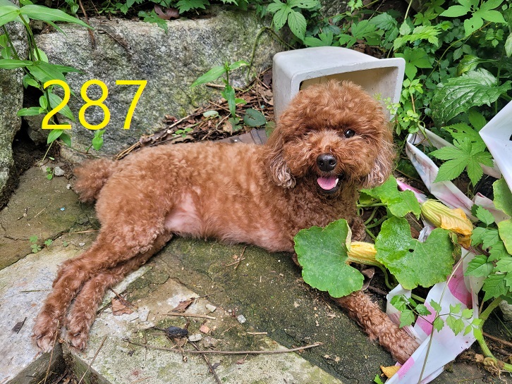 신영재동물병원_428355202400518
