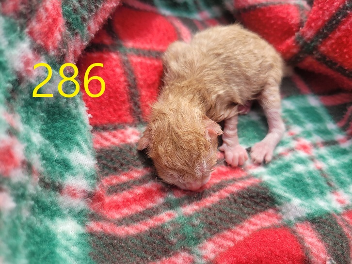 신영재동물병원_428355202400517