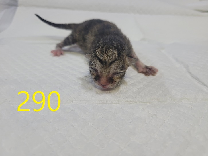 신영재동물병원_428355202400521