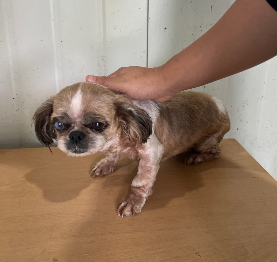부산동물보호센터_426326202400359