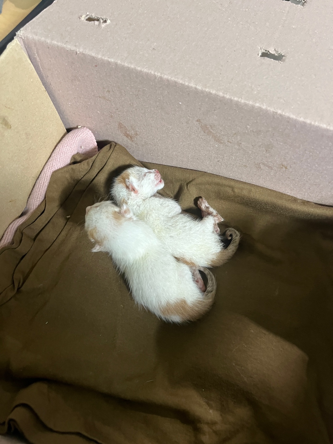 부산동물보호센터_426326202400355