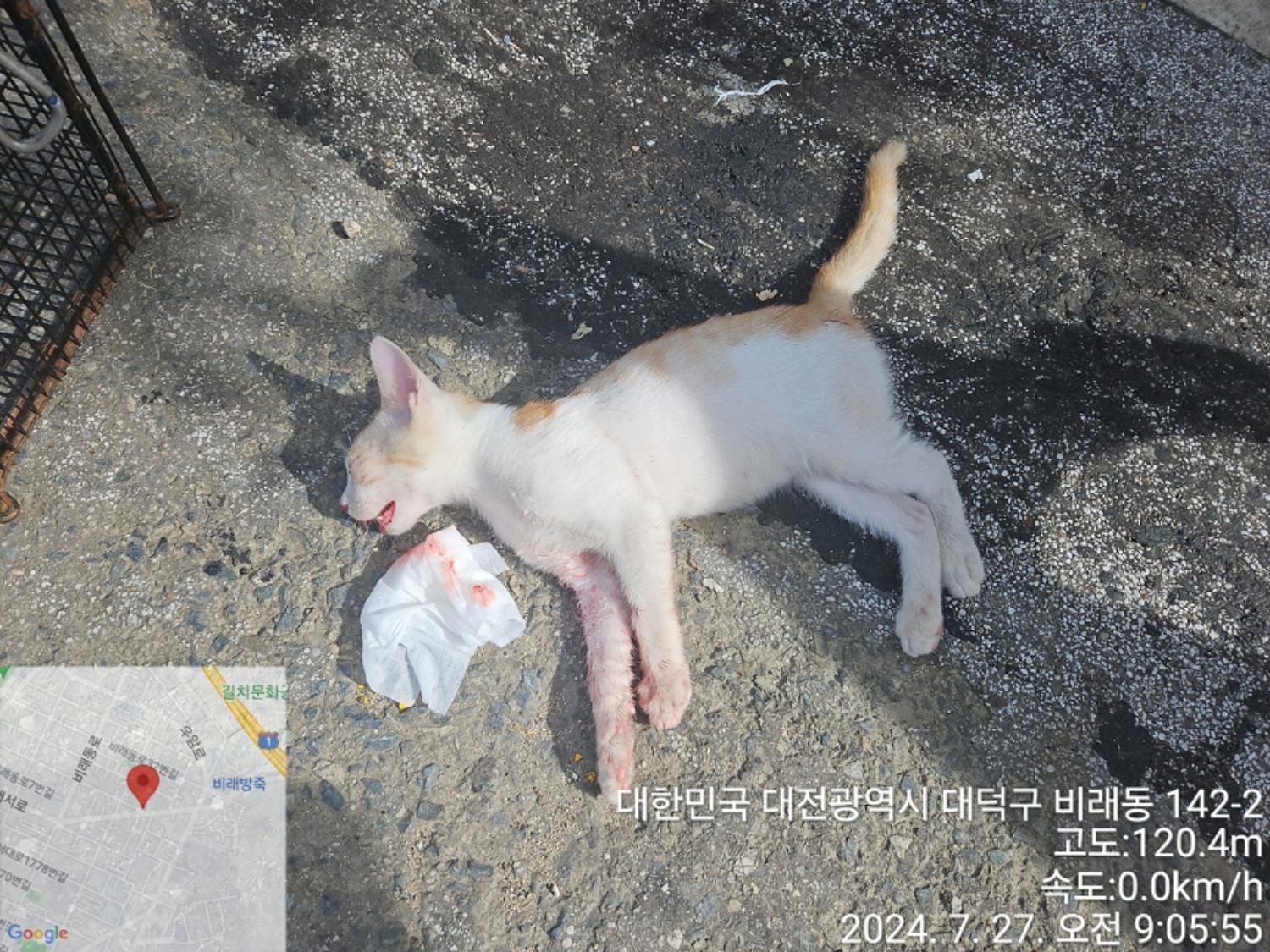 대전동물보호센터_430368202400356