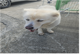 유기동물및관리협회_448535202401024