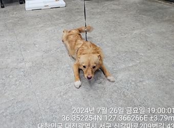 보호중 믹스견의 가…
