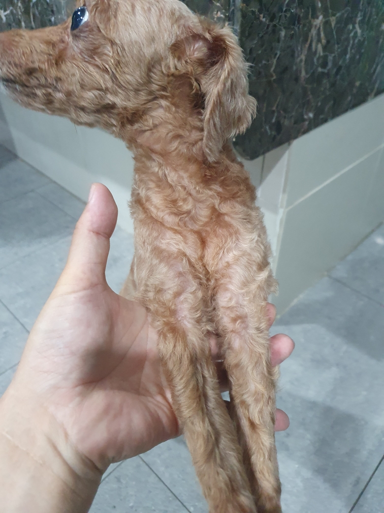 펫앤쉘터동물병원_441378202400931