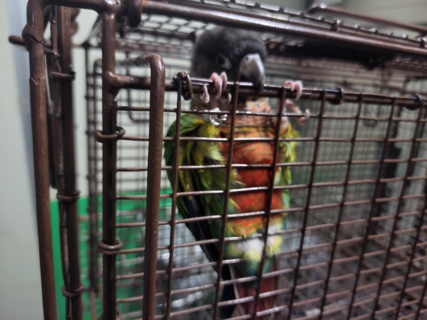 고양시동물보호센터_441394202401619