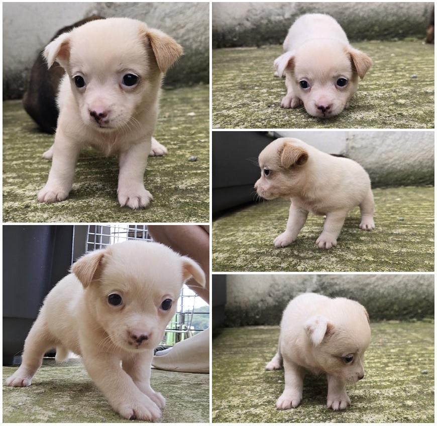무안군유기동물보호소_446495202400388