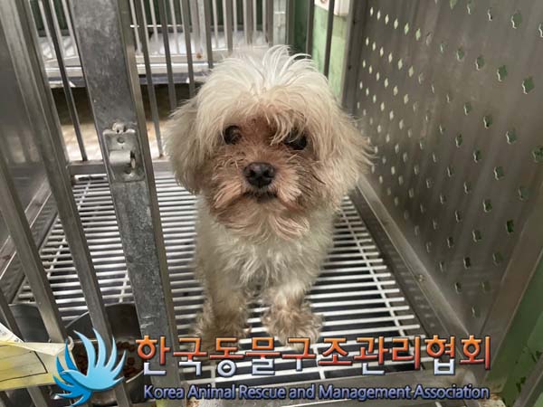 보호중 말티즈의 가…