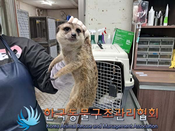 보호중 미어캣의 가…