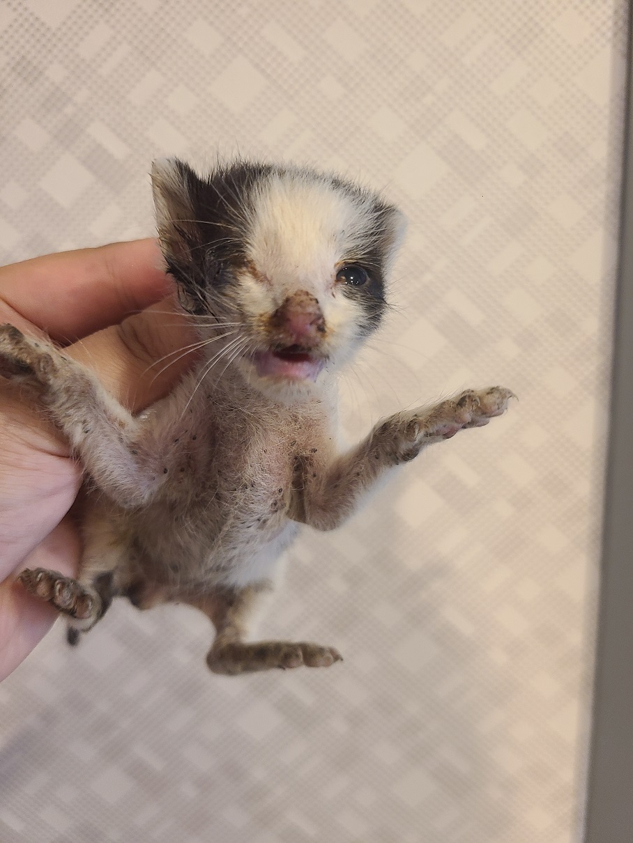 동부유기동물보호협회_426333202400549