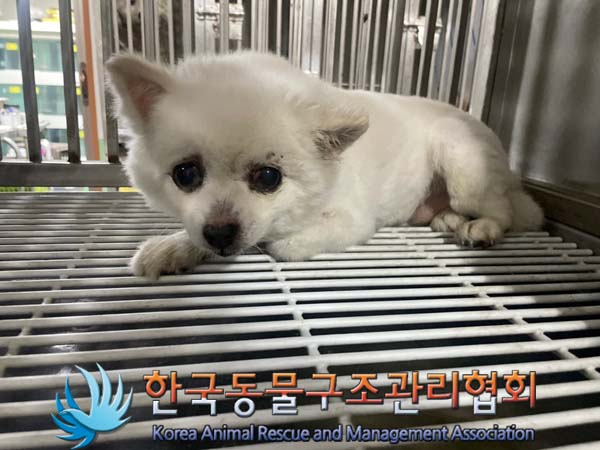 한국동물구조관리협회_411315202400394