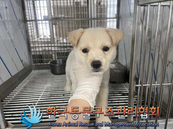 보호중 믹스견의 가…